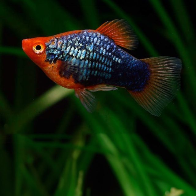 El Xiphophorus maculatus se encuentra en Centroamérica, específicamente en Guatemala, Honduras y México. El platy presenta una amplia variedad de colores y formas