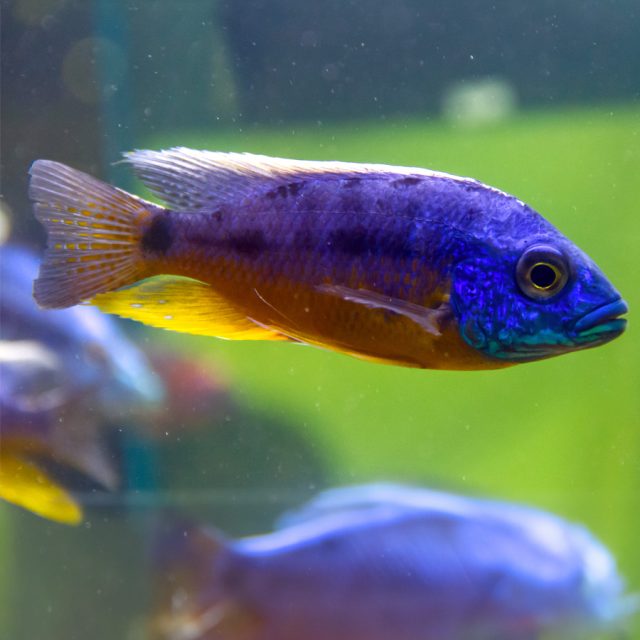 Protomelas Sp. Steveni es una especie de cíclido endémico del lago Malawi en África Oriental. Pertenece al género Protomelas, que incluye varias especies de cíclidos conocidos por su colorido y comportamiento interesante.