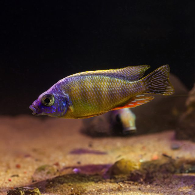 Protomelas fenestratus es una especie de cíclido que se encuentra en el lago Malawi