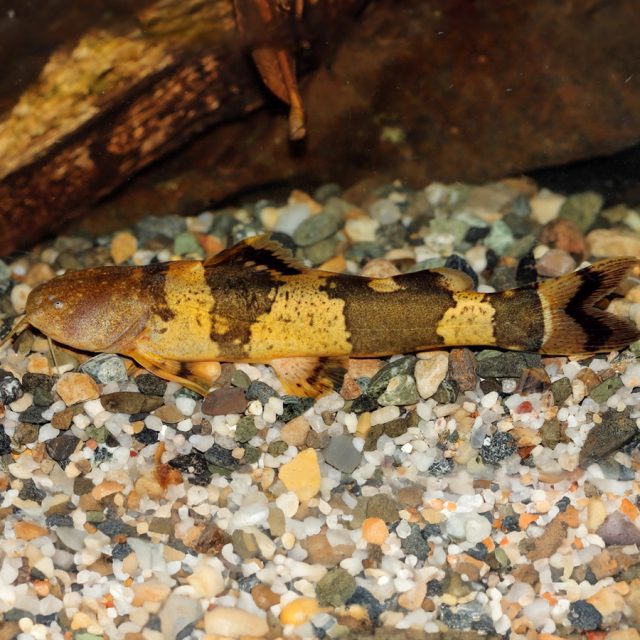 El Pseudopimelodus bufonius es una especie de cuerpo pesado, con cabeza no tan ancha y deprimida como en otras especies del género. Dientes en el techo de la boca con grandes proyecciones hacia atrás