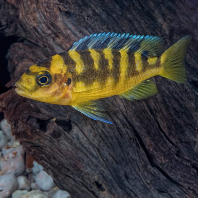 El Pseudotropheus crabro, comúnmente conocido como el cíclido abejorro, es un cíclido Mbuna que se encuentra en el lago Malawi