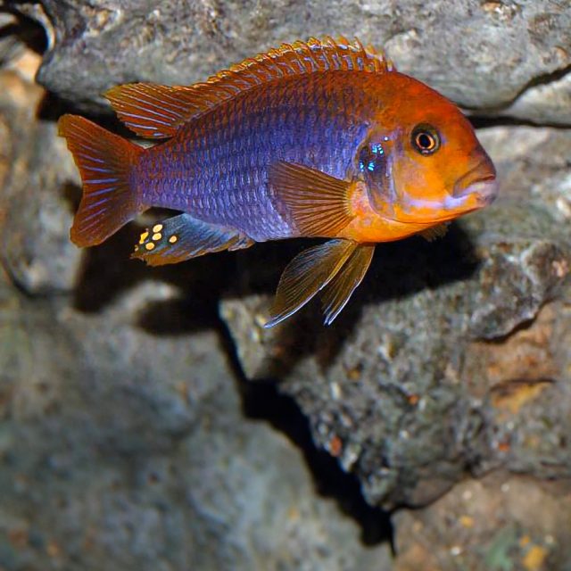 Pseudotropheus Rusty prefiere un acuario con un diseño rocoso que imite su hábitat natural en el Lago Malawi. Es recomendable proporcionarles numerosas cuevas y formaciones rocosas para que puedan establecer territorios y encontrar refugio.