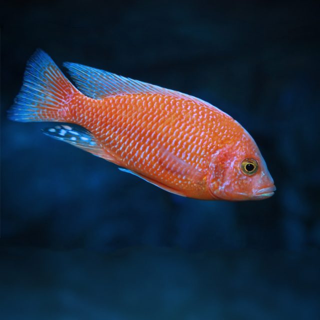 La variedad de color Pseudotropheus Zebra más común muestra un cuerpo azul pálido con siete u ocho bandas verticales de color azul oscuro o negro.