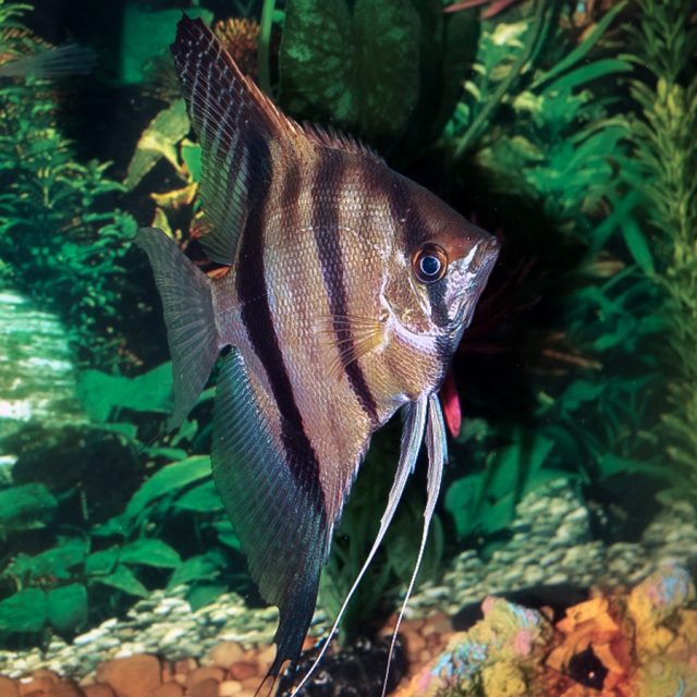El cuerpo del Pterophyllum leopoldi es altamente aplanado lateralmente y estrecho. Sus aletas dorsal y anal tienen radios muy alargados y de gran altura, siendo más alargados que en otros peces del mismo género.