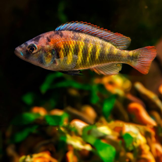 El Haplochromis nyererei es un cíclido africano originario del lago Victoria, conocido por su belleza y comportamiento interesante.