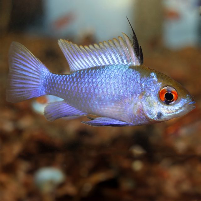 Ramirezi azul electrico es bastante semejante a la variedad original, aunque es algo más delgado y evidentemente, con una coloración azul muy brillante, que le ha servido para ganarse el sobrenombre de Ramirezi azul eléctrico.