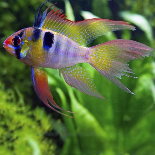 La coloración de ramirezi de velo es idéntica al Ramirezi alemán, la gran diferencia está en el largo de sus aletas dorsal, caudal, ventral, pectoral y anal, de un tamaño desproporcionado, que sin embargo resulta muy llamativas en el acuario, cuando el pez está en movimiento.