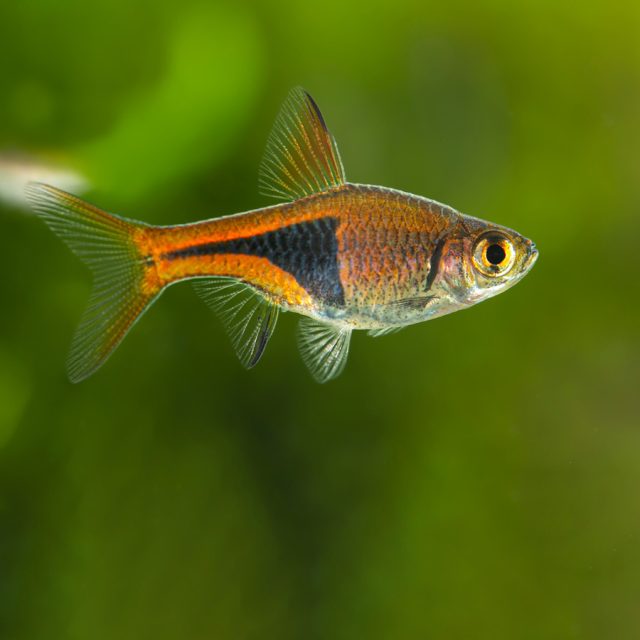 El cuerpo del pez Trigonostigma Heteromorpha es de color anaranjado, con la característica mancha negra triangular que se extiende desde la aleta dorsal hasta la caudal. Sus aletas son naranjas y transparentes, con detalles en negro en la dorsal.