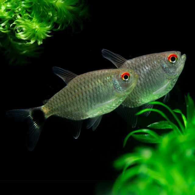 Moenkhausia Sanctaefilomenae las aletas son generalmente incoloras, excepto por los bordes blancos en la dorsal y anal. Recibe su nombre común debido al color rojo brillante que adorna la mitad superior de sus ojos.