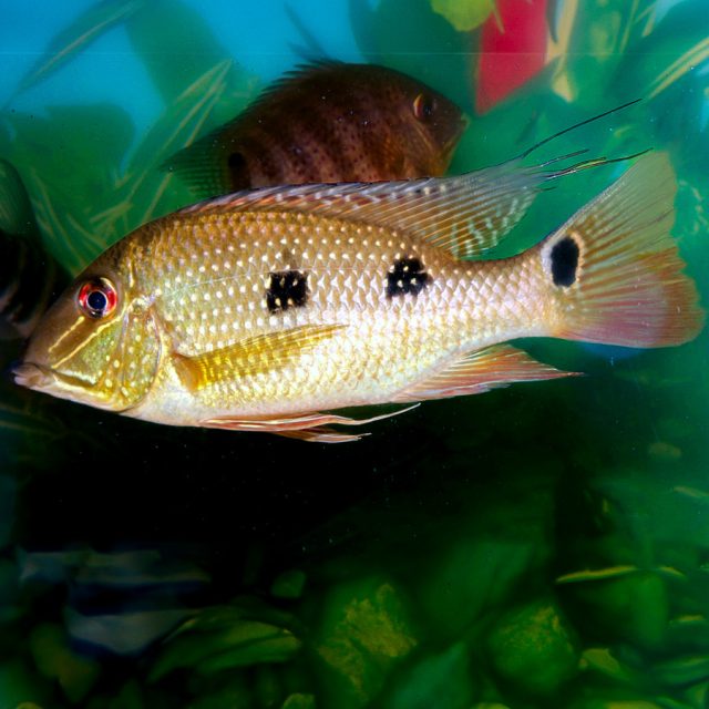 En la naturaleza, Satanoperca Daemon se alimenta en el sustrato, filtrando y removiendo para obtener alimento.