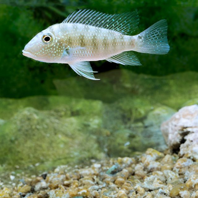 Para el Satanoperca Yurupari es necesario un sustrato de arena de río o grava fina, plantas de hojas anchas y cavidades para refugio o escondite.