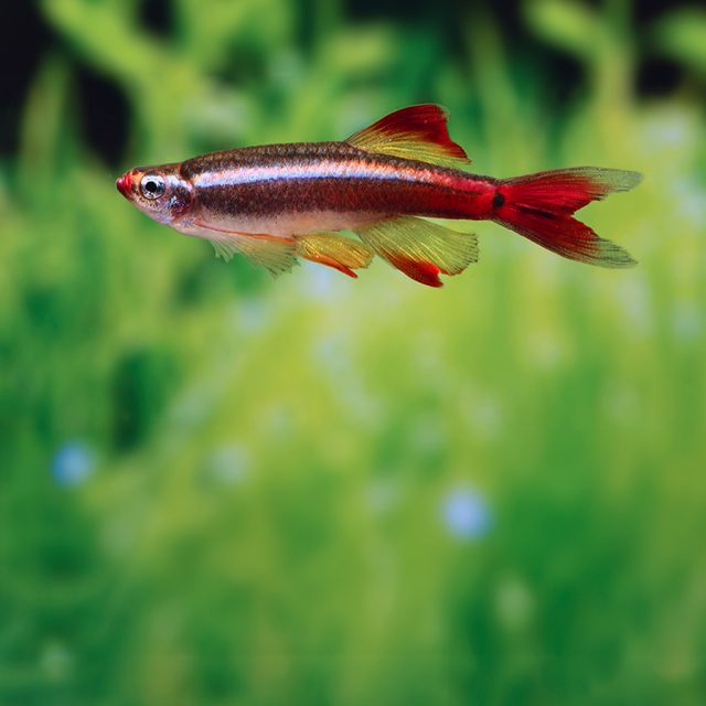 El Tanichthys albonubes es un pez de cardumen que debe mantenerse en grupos de al menos 10 individuos. Son peces muy activos y pacíficos, que nadan principalmente cerca de la superficie.