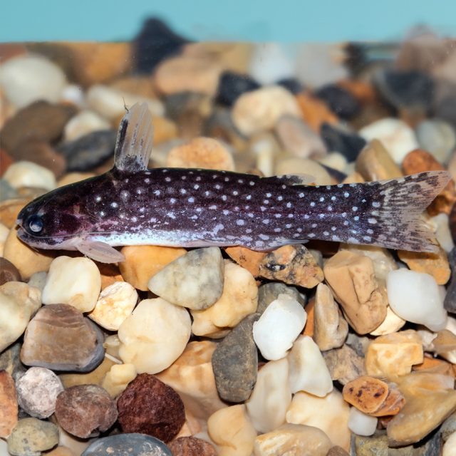 El Tatia galaxias se encuentra en la cuenca del río Orinoco en Colombia (incluyendo el río Meta) y Venezuela. Este pez se distingue por su coloración única: sobre un fondo oscuro, presenta numerosas manchas brillantes, similares a estrellas en la galaxia, lo que le da su nombre.