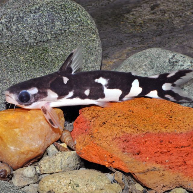 Tatia Musaica o Tatia Ninja es una especie relativamente pequeña con una longitud máxima de 5-6 cm en su edad adulta, Su cuerpo tiene un patrón distintivo de bandas oscuras y claras, que le proporciona un camuflaje efectivo en su entorno natural.