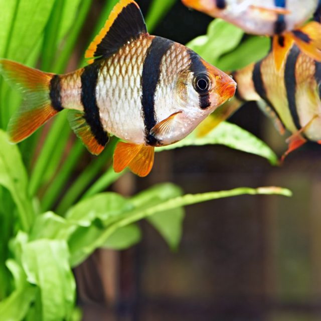 Los Tetras Barbos son peces en constante movimiento, son muy activos y excelentes nadadores. En ocasiones persigue a las especies más tranquilas y les mordisquea las aletas, sobre todo cuando hay un exceso de peces en el acuario y el espacio es limitado.