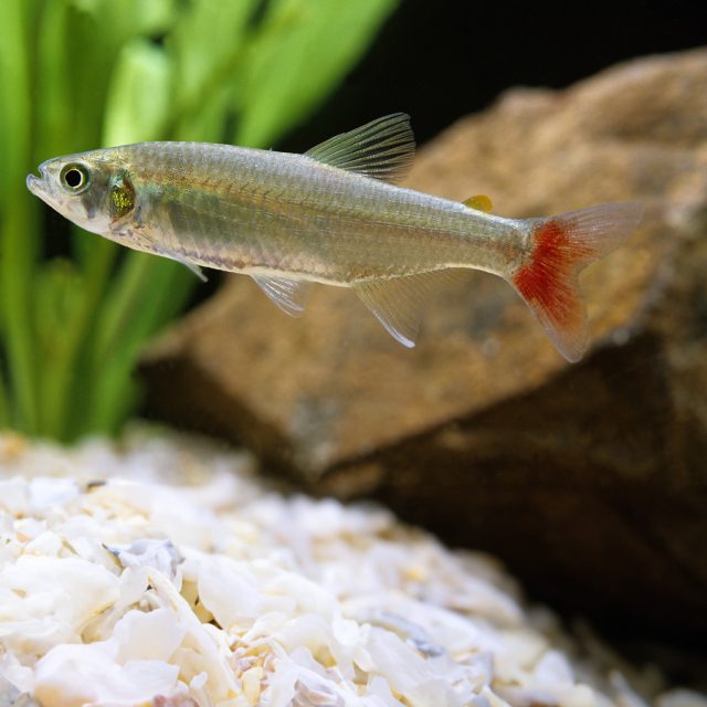 el Aphyocharax anisitsi o tetra cola roja es conocido por su patrón distintivo de rayas negras a lo largo de su cuerpo plateado, que añade un toque de elegancia a cualquier entorno acuático.