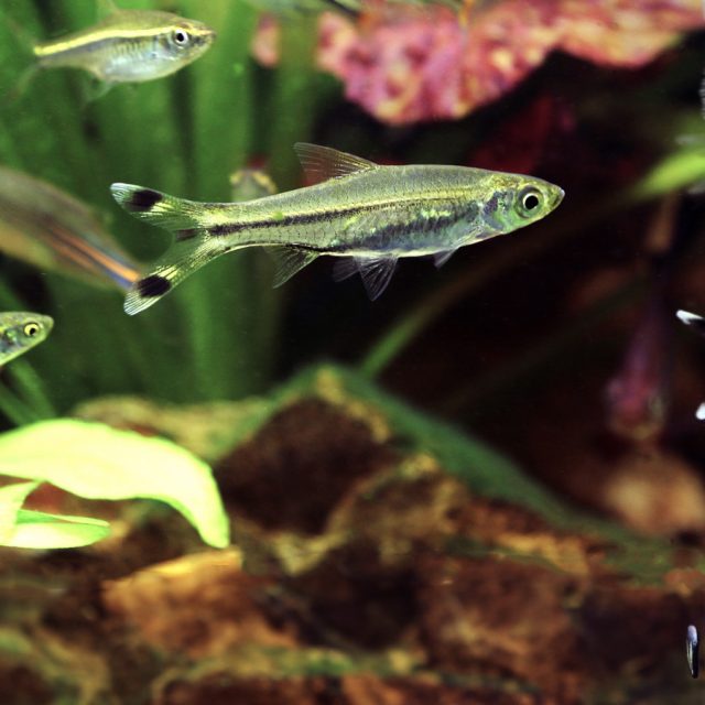 La Rasbora trilineata es un pez de cardumen y se recomienda mantenerlo en grupos de al menos 8 ejemplares. Es muy activo pero pacífico, y no atacará a otros peces o invertebrados en el acuario.