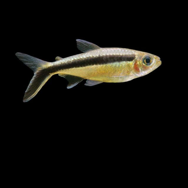 Thayeria Boehlkei La coloración principal es un blanco plateado con tonalidades que van desde el aceituna hasta el marrón, con destellos dorados en la espalda.