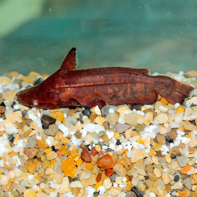 Tetranematichthys wallacei una especie de pez gato de agua dulce que presenta características únicas y fascinantes. tiene un cuerpo alargado y delgado, típico de muchos peces gato. Sin embargo, lo que lo distingue son sus aletas pectorales