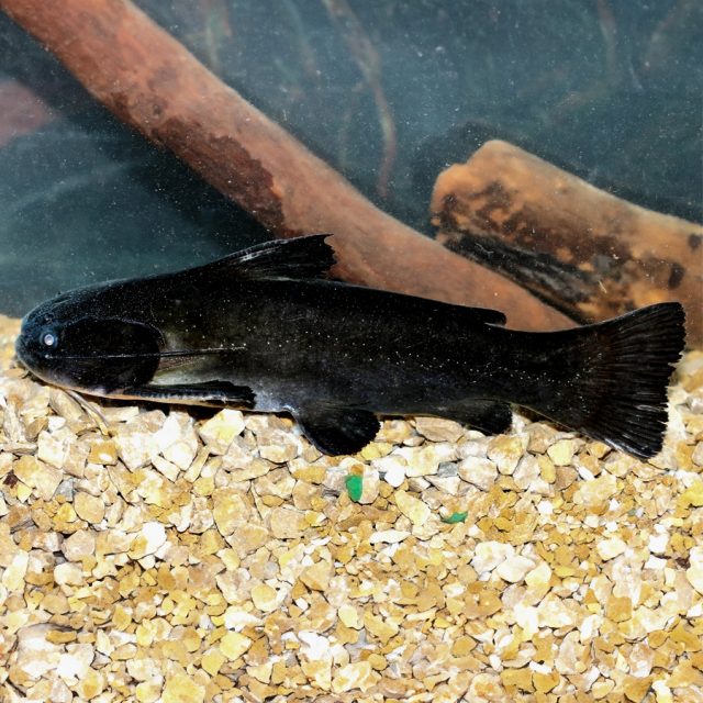 Trachycorystes Trachycorystes su coloracion es Negra por todas partes, algunas especies tienen el vientre blanco, las aletas pueden tener una franja blanca