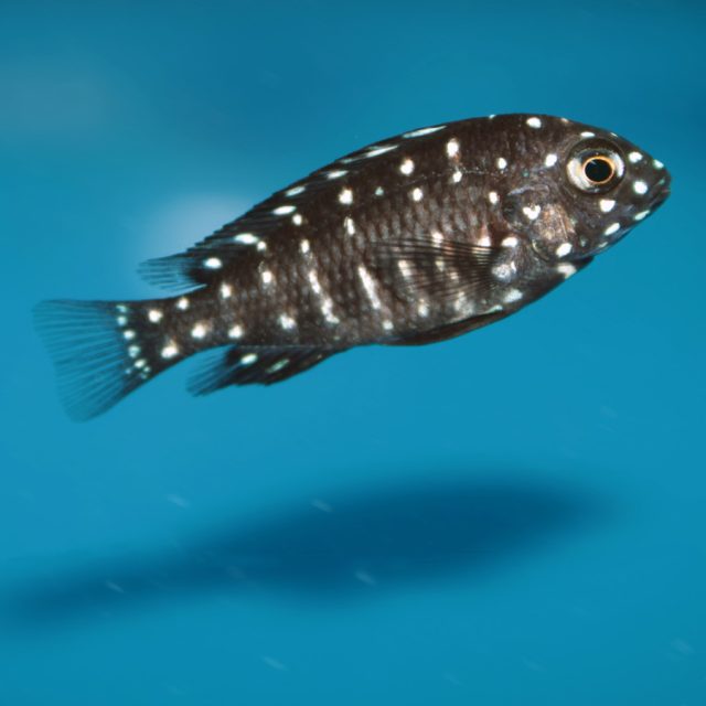 La coloración característica de Tropheus Duboisi es predominantemente negra con barras verticales blancas o amarillas que atraviesan todo su cuerpo, aunque hay variantes con diferentes patrones de color.