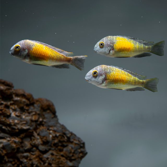 El Tropheus moorii es un cíclido endémico del lago Tanganica en África. Tiene un cuerpo alargado y comprimido lateralmente, con una boca pequeña y ligeramente puntiaguda.