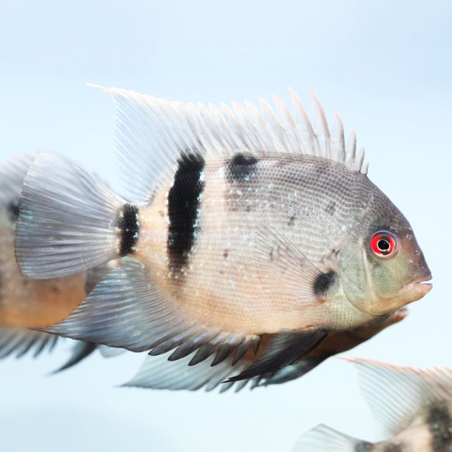 El cuerpo de Uaru Fernandezyepezi es alto y comprimido lateralmente, con una forma ovalada y aletas bien desarrolladas. La aleta dorsal tiene radios duros que proporcionan protección contra depredadores, mientras que la aleta caudal es redondeada o ligeramente truncada. La boca es relativamente pequeña en comparación con el tamaño del cuerpo.