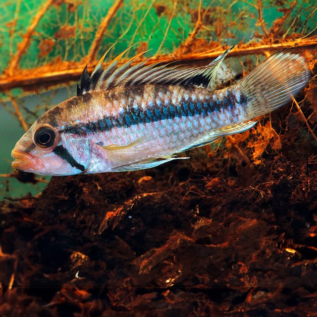 El Apistograma Norberti es un pez de pequeña estatura, con los machos alcanzando una longitud total de hasta 3.9 cm. Presentan un cuerpo alargado y una coloración que varía entre tonos marrones, azules y rojos, con patrones que pueden cambiar durante el cortejo o en situaciones de estrés.