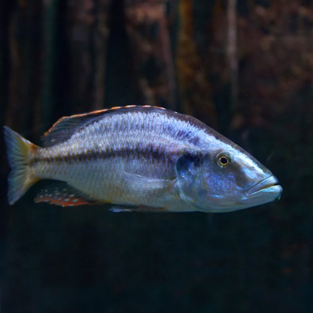 El Dimidiochromis compressiceps mordedor de ojos de Malawi concido como destaca por su coloración plateada a grisácea con un patrón de rayas verticales oscuras, que le ayuda a camuflarse entre las rocas del fondo del lago.