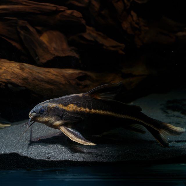 platydoras costatus no tienen escamas y cuentan con aletas pectorales rígidas. A lo largo de sus flancos, presentan espinas protectoras curvas y una hilera de placas óseas a lo largo de los costados.