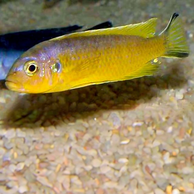 El Pseudotropheus daktari es sociable y tiende a vivir en grupos dentro de rocas y formaciones rocosas en el lago Malawi.