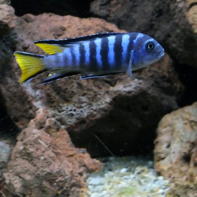 Pseudotropheus elongatus, es nativo de África y se encuentra en aguas con temperaturas que oscilan entre 24ºC y 27ºC. El lago Malawi, donde habita esta especie, es el más meridional de los tres grandes lagos africanos