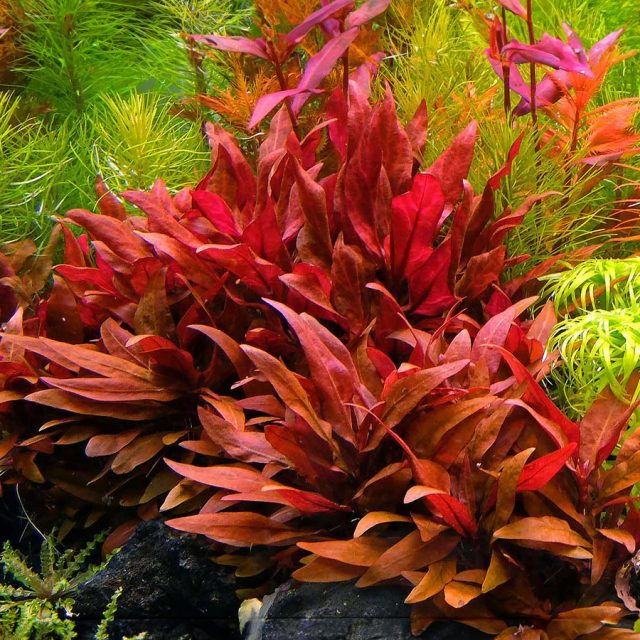 Alternanthera Reineckii originaria de America del Sur, especificamente en áreas pantanosas y riberas de ríos. Las hojas son pequeñas, lanceoladas u ovaladas, de un color que varía desde el verde hasta el rojo intenso, dependiendo de las condiciones de luz y nutrientes del acuario