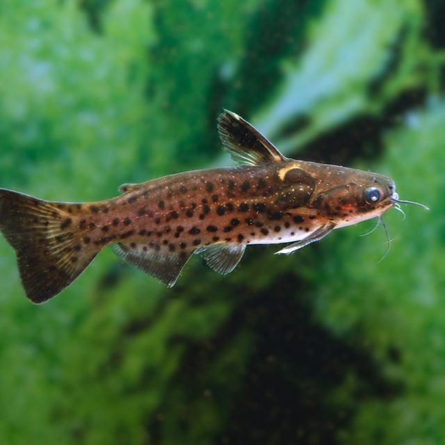 Auchenipterichthys punctatus: El tamaño máximo de Auchenipterichthys punctatus es de aproximadamente entre 15 y 20 cm.