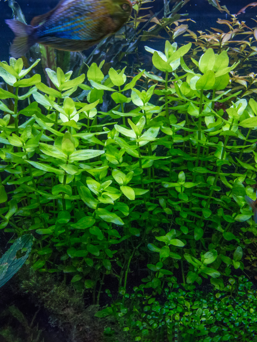 Bacopa Caroliniana prefiere iluminación moderada a alta. La luz intensa promueve un crecimiento más compacto y hojas más densas. Puede crecer en cualquier tipo de sustrato acuático, pero prefiere uno rico en nutrientes. CO2 no es estrictamente necesario, pero el sumministro de este puede promover un crecimiento vigoroso.