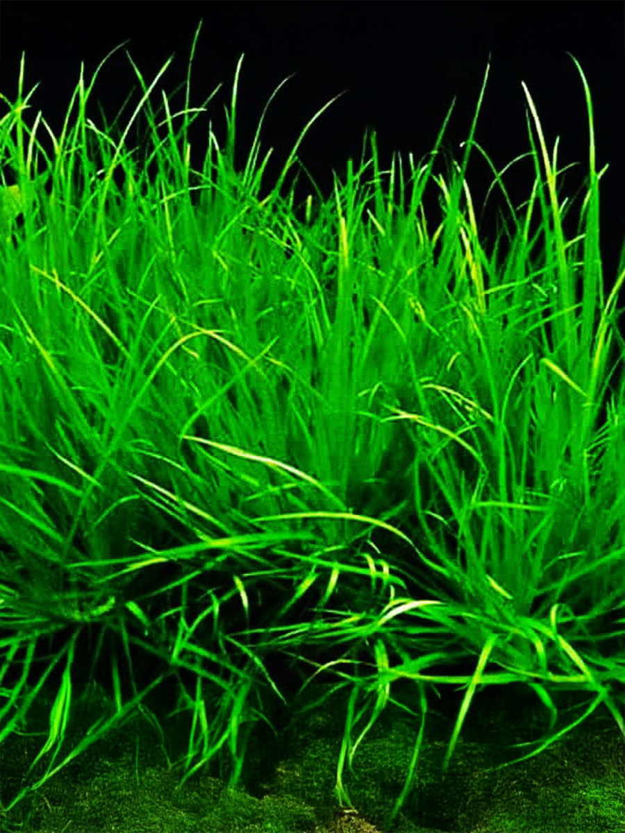 Blyxa Japonica Tallos son largos, ramificados y pueden alcanzar de 10 a 20 pulgadas de altura, sus hojas crecen en el tallo y son lanceoladas, midiendo de 3 a 6 cm de largo y tiene extremos puntiagudos.