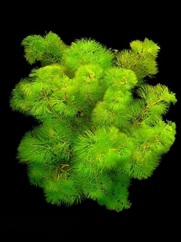 Cabomba Aquatica es una planta de tallos que puede alcanzar hasta 80 cm de longitud, aunque en acuarios su desarrollo suele ser de 30 a 40 cm,