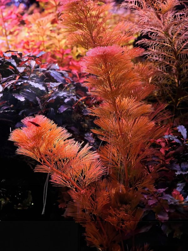 Cabomba Furcata requiere luz fuerte para desarrollar su color rojizo, necesita abonado liquido de hierro y otros nutrientes de forma periódica. El CO2 es esencial para su crecimiento. Se suguiere plantarla en grupos para un mejero efecto visual