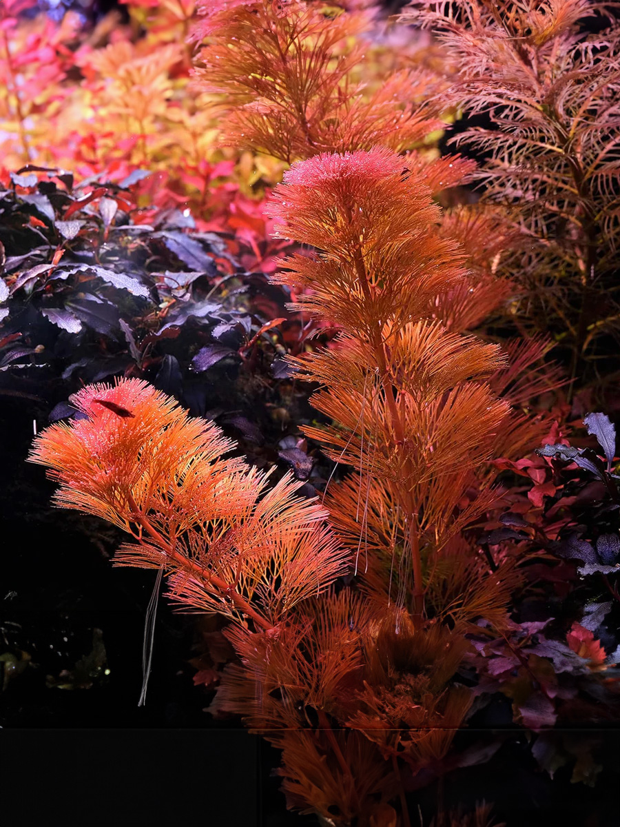 Cabomba Furcata requiere luz fuerte para desarrollar su color rojizo, necesita abonado liquido de hierro y otros nutrientes de forma periódica. El CO2 es esencial para su crecimiento. Se suguiere plantarla en grupos para un mejero efecto visual