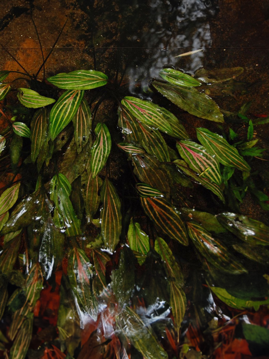 Cryptocoryne Cordata Tiene una forma circular muy grande, con hojas elípticas o en forma de corazón que miden de 5 a 19 cm de largo y 1 a 10 cm de ancho. La superficie superior de la hoja es brillante a verde oliva, marrón o bronce, mientras que el fondo puede ser verde o rojo.