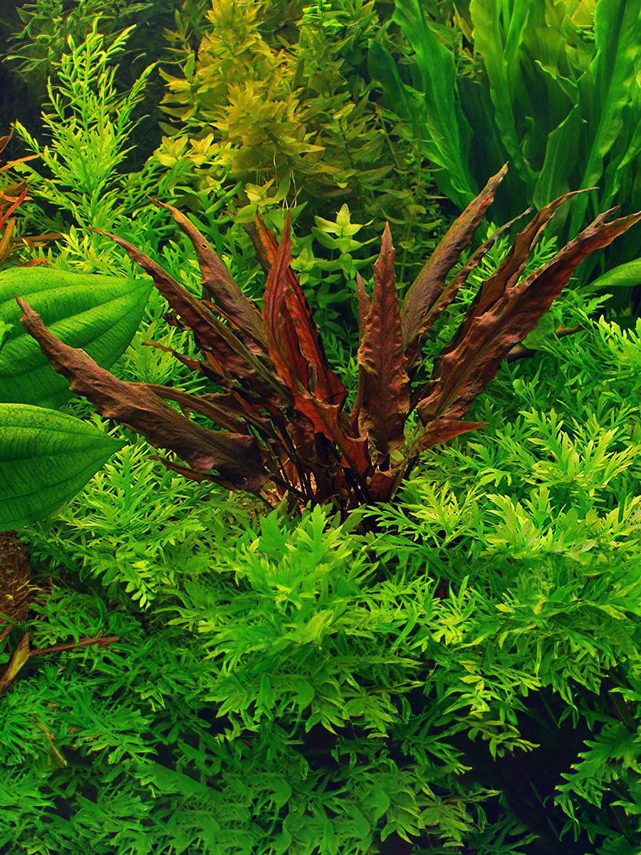 Cryptocoryne Wendtii prefiere una luz moderada a baja, La exposición directa a la luz solar puede dañar la planta, Las raíces deben estar bien enterradas para asegurar una buena ansorción de nutrientes, la adición de CO2 y fertilizantes puede mejorar su creciemiento y coloración