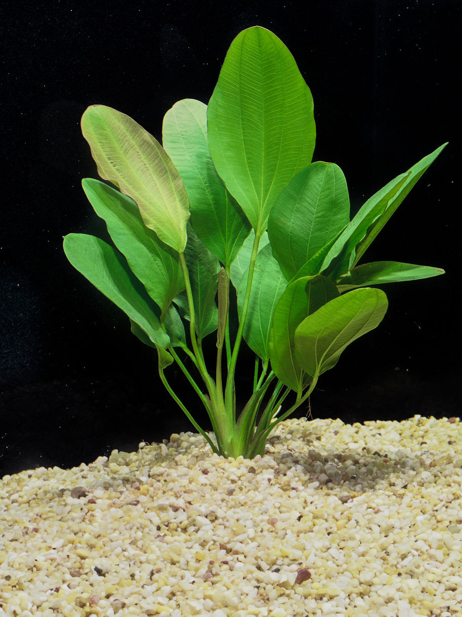 Echinodorus Osiris prefiere una iluminación moderada a alta para mantener su coloración y promover un crecimiento saludable. Un sustrato rico en nutrientes es esencial para su crecimiento. La adición de fertilizantes de raíz puede ser beneficiosa