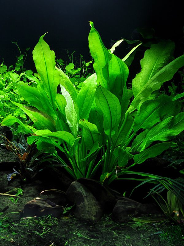 Echinodorus Paniculatus es una planta acuática perenne que se caracteriza por sus hojas grandes y alargadas, en forma de lanza. Las hojas sumergidas son de un color verde intenso, mientras que las hojas emergidas pueden tener un tono más claro. Esta planta puede alcanzar una altura de hasta 50 cm, y sus hojas pueden crecer hasta 30 cm de longitud