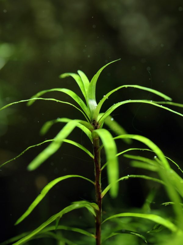 Eichornia Diversifolia No requiere un sustrato específico ya que es una planta flotante, aunque puede beneficiarse de nutrientes en el agua. La adición de CO2 no es esencial, pero puede favorecer el crecimiento.