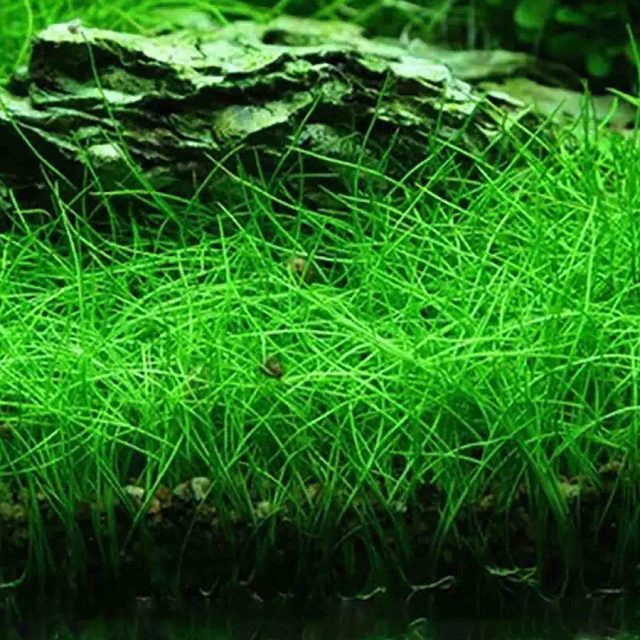 Eleocharis:Prefiere una iluminación moderada a alta para un crecimiento saludable y la producción de flores.  Aunque es una planta flotante, puede beneficiarse de nutrientes en el agua y, ocasionalmente, puede enraizar en el sustrato del acuario.