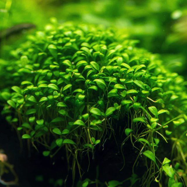 Glossostigma Elatinoides: Es conocida por su rápido crecimiento en condiciones óptimas, lo que la hace ideal para aquellos que buscan resultados rápidos en sus acuarios plantados. Requiere una iluminación alta para un crecimiento óptimo.