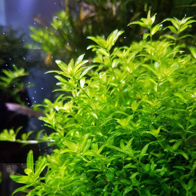 Hemianthus Micranthemoides: Prefiere una iluminación alta para mantener su crecimiento compacto y denso. La luz intensa también ayuda a resaltar su color verde brillante. Un sustrato fino y rico en nutrientes es ideal para su enraizamiento.