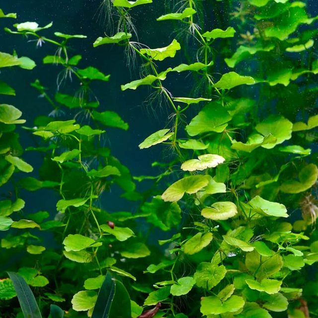Hydrocotyle Leucocephala puede crecer tanto flotante como plantada en el sustrato, lo que la hace muy versátil para diferentes configuraciones de acuario. Al crecer rápidamente y ocupar la superficie del agua, puede contribuir a la oxigenación del acuario, pero también es importante controlar su crecimiento para evitar que bloquee la luz a otras plantas.