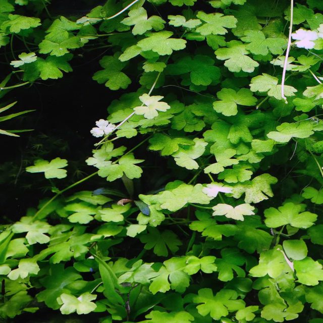 Hydrocotyle Tripartita Para mantenerla como tapizante, es recomendable realizar podas cada dos semanas, aunque la frecuencia dependerá de la cantidad de luz, CO2 y nutrientes que reciba.