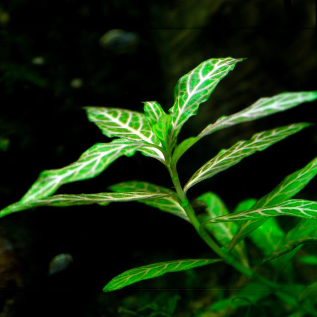 Hygrophila Polysperma:Los tallos son delgados pero robustos, y pueden crecer rápidamente hacia la superficie del agua. Su altura puede alcanzar hasta 50 cm o más, dependiendo del entorno. La planta desarrolla raíces en los nudos del tallo, lo que le permite anclarse firmemente en el sustrato o enraizarse fácilmente si se corta y replanta.